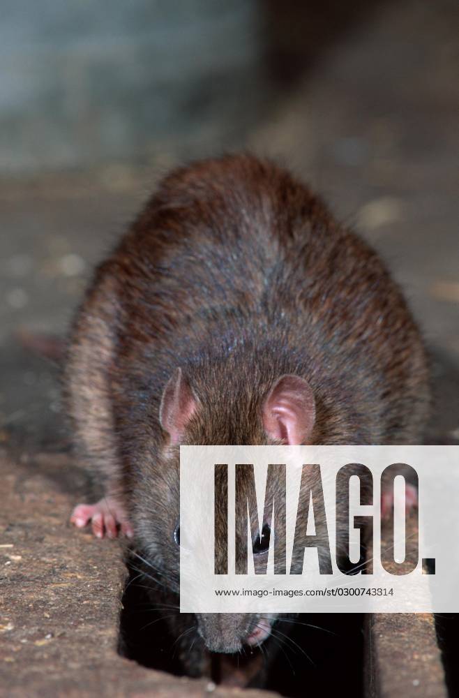 Wanderratte (Rattus norvegicus)