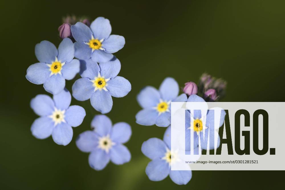 Blüten des Wasservergissmeinnichts (Myosotis palustris) (scorpioides)