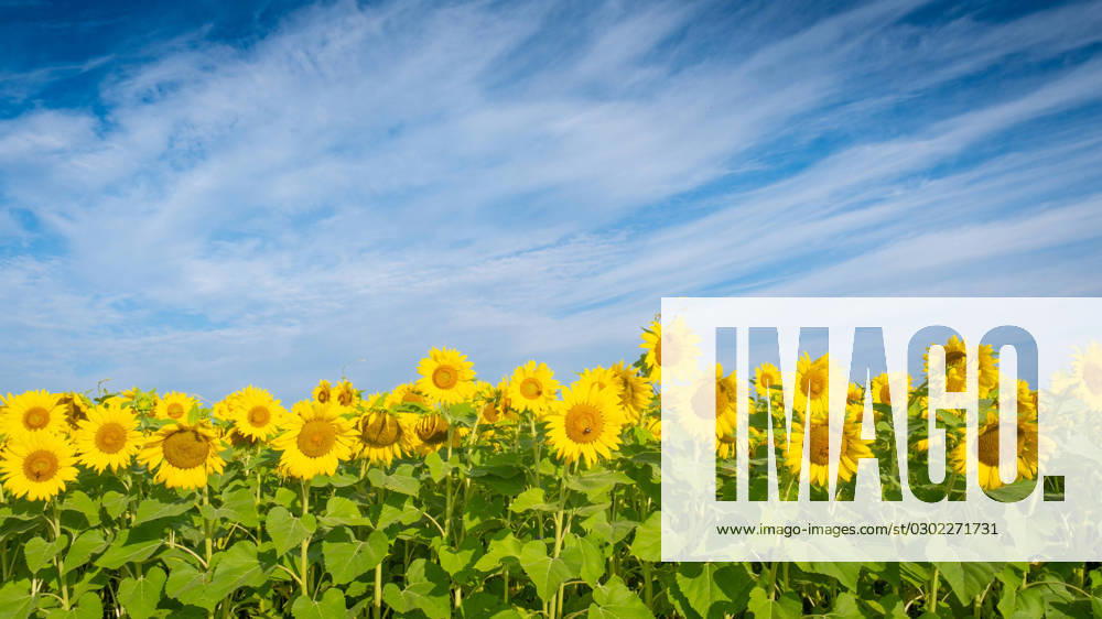 Field of yellow sunflowers under blue skies. United States, Virginia, Nokesville R_YWPB230731-1223061-01