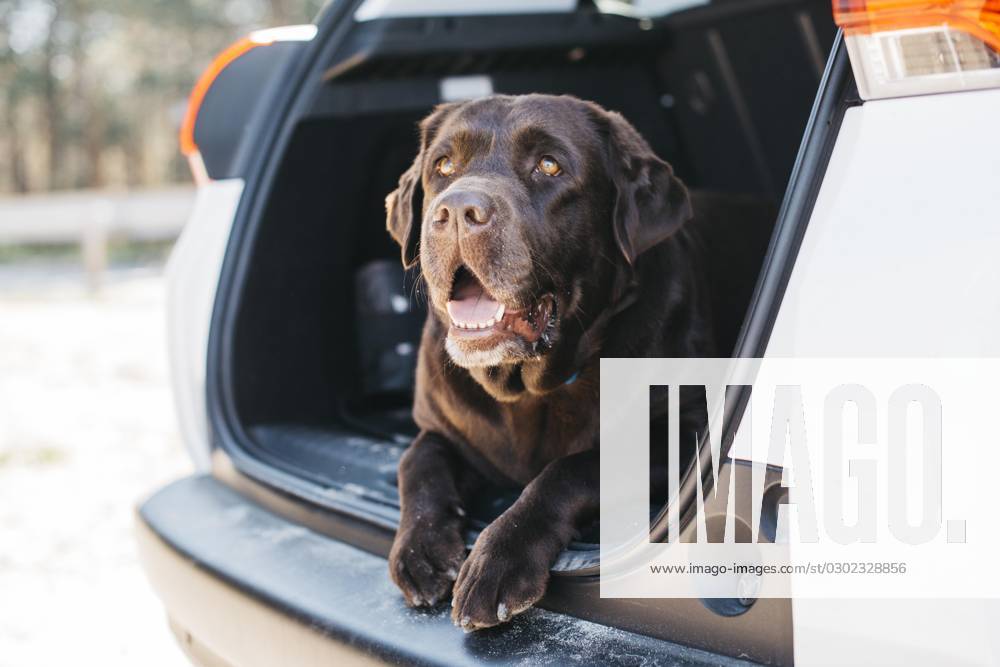 Hund entspannt offenen Kofferraum