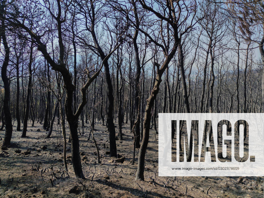Aftermath of the forest fire in Mount Parnitha in the suburbs of Athens Burned tree trunks following the forest fire that raged in Mount Parnitha national park in the suburbs of Athens. Parnitha, Athens Greece