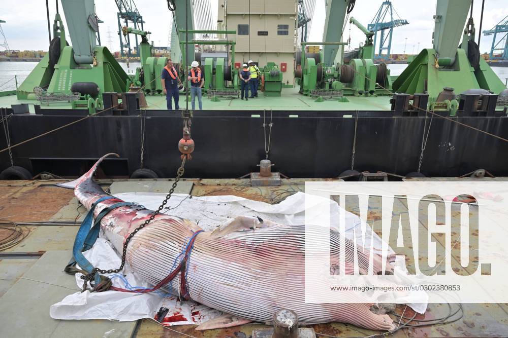 Belgien, Bergung eines Walkadaver im Hafen von Antwerpen-Brügge the removal of a whale cadaver at the terminal of DP World, in the Deurganckdok at the Port of Antwerp-Bruges, in Antwerp, Tuesday 29 August 2023. The carcass of a cetacean surfaced on Tuesday morning. It is not yet clear which species it is. The ten meter long cadaver will be salvaged with great care. The inconvenience to shipping traffic in the Deurganck dock is currently limited, but the animal must be removed as soon as possible, since there is always a chance that it will explode due to accumulated gases inside the cadaver. After the salvage, the Royal Belgian Institute of Natural Sciences will examine the animal in collaboration with the universities of Antwerp and Ghent. JONASxROOSENS 72863343