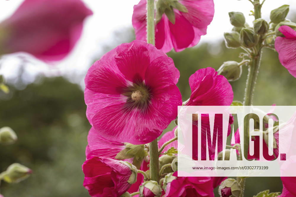Stockrose, Stock-Rose, Stockmalve, Stock-Malve, Halsrose, Hals-Rose, Brandrose, Brand-Rose (Alcea rosea, Althaea rosea), Bluete hollyhock (Alcea rosea, Althaea rosea), flower BLWS693878