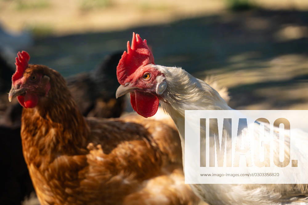 Aufnahme von einem Huhn. Hühner in artgerechter Freilandhaltung