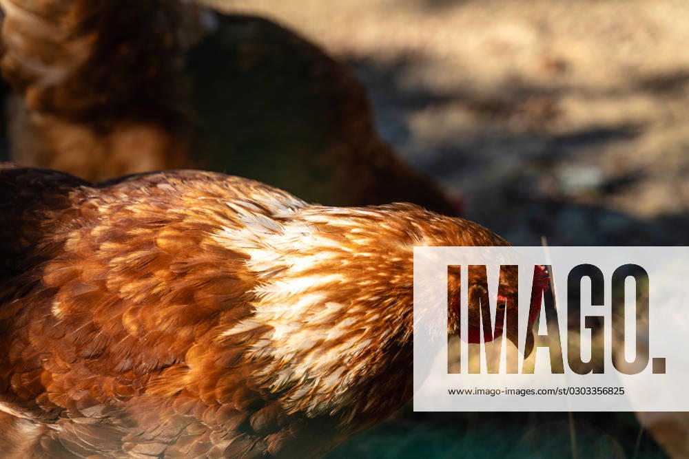 Aufnahme von einem Huhn. Hühner in artgerechter Freilandhaltung