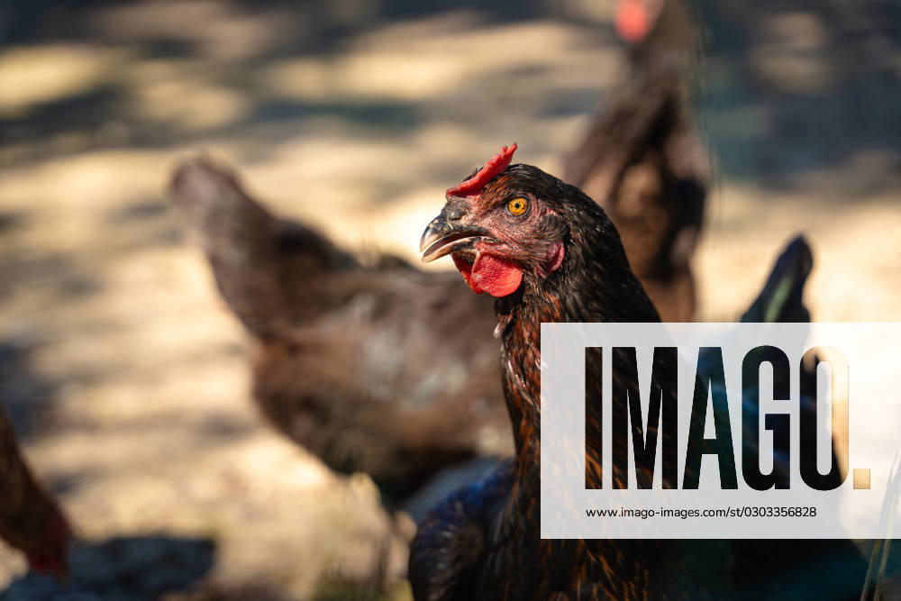 Aufnahme von einem Huhn. Hühner in artgerechter Freilandhaltung
