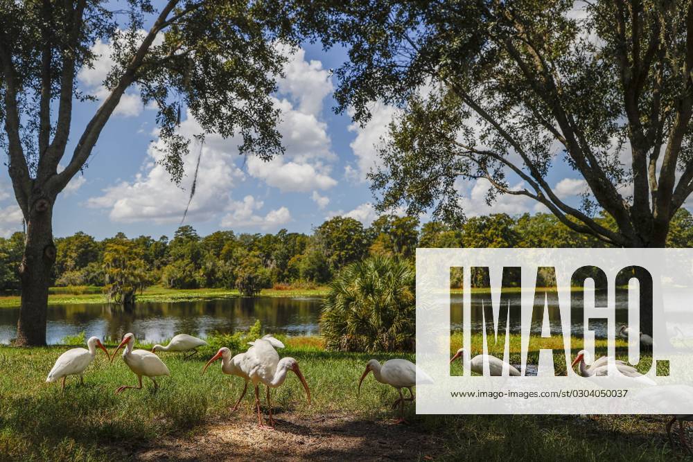 A flock of ibis seen in Tampa along the Hillsborough River on Thursday, September 14, 2023. Tampa USA - ZUMAs70_ 20230914_zan_s70_015