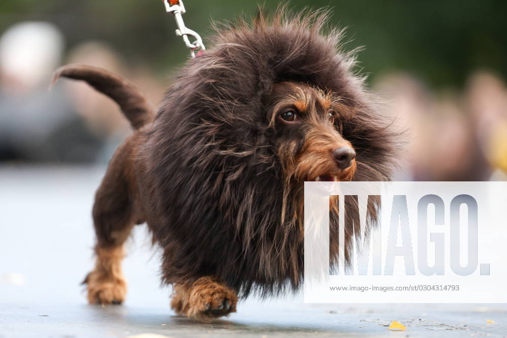 Bilder des Jahres 2023, Entertainment 09 September Entertainment Themen der Woche KW37 RUSSIA, ST PETERSBURG - SEPTEMBER 16, 2023: A dog wearing a fancy dress is seen during the 2023 Dachshund parade in Skipper Garden. Peter Kovalev TASS 62249839
