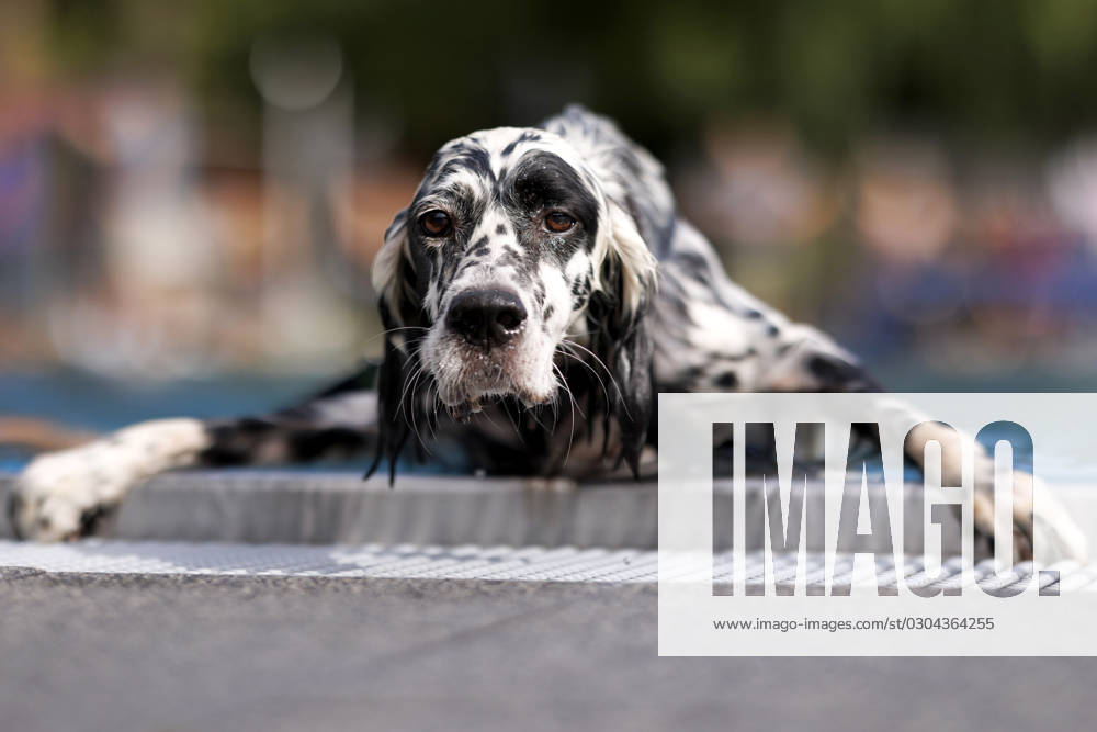Hunde beim 9. Kölner Hundeschwimmen im Freibad Stadion. Zum Abschluss einer jeden Freibad-Saison sind auch Hunde im Kölner Stadionbad erlaubt. Köln, 17.09.2023 NRW Deutschland
