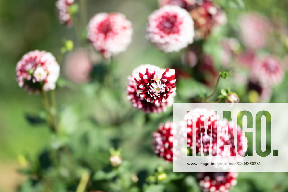 Großfiedrige Dahlie ,Natur, Die großblättrige Dahlie ist eine beliebte Zierpflanze, die für ihre prächtigen, großen Blüten in einer Vielzahl von Farben bekannt ist. Sie bevorzugt gut durchlässigen Boden und volle Sonne, um ihre volle Blütenpracht zu entfalten.