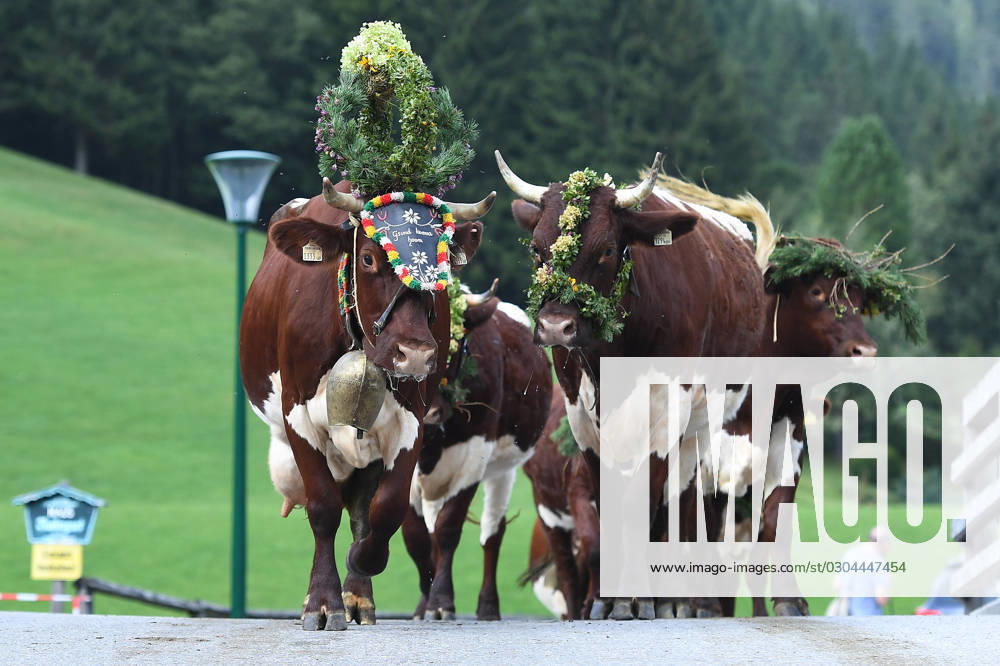 Almabtrieb 2023 am 18.09.2023 Filzmoos Die teilweise geschmückten Tiere werden am 18.09.2023 von den Bauern durch die Straßen der Gemeinde Filzmoos geführt. Die Tiere werden in den Stallungen der Bauernhöfe überwintern.