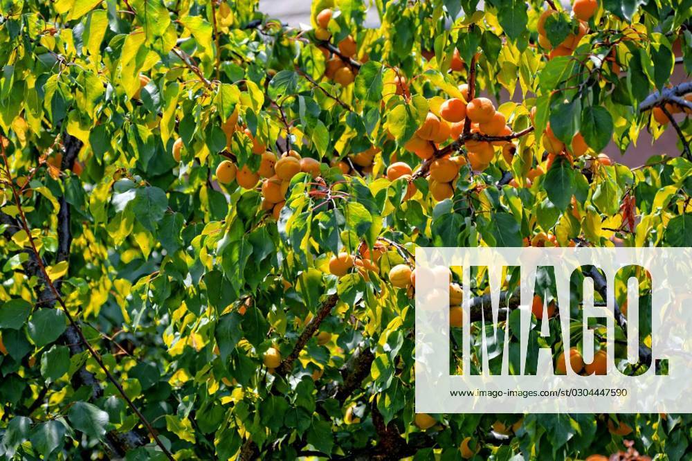 Aeste with ripe apricots,apricots,prunus armeniaca, Aeste with ripe apricots,apricots,prunus armeniaca property released , 06.10.2014,