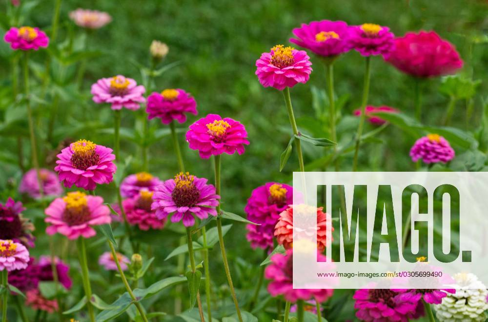 Zinnien (Zinnia) bunte Mischung