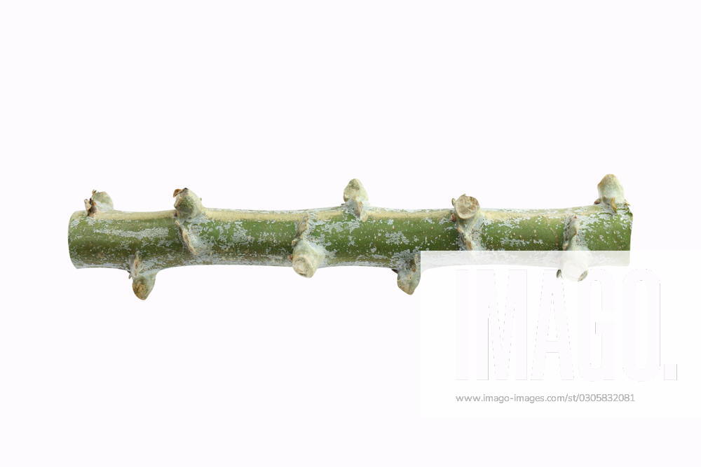 IMAGO Creative, Food, Tapioka Cassava cut, Tapioca, Cassava, Manioc, a Tapioca tree trunk piece cut, Cassava roots isolated on white background , 31005006.jpg, agriculture, asian, botany, cassava, cassava roots, country, countryside, crop, cut, farm, farming, farmland, field, food, fresh, garden, green, ground, grow, growing, growth, healthy, industry, isolated, land, landscape, leaf, macro, manioc, natural, nature, organic, plant, plantation, raw, root, row, rural, soil, tapioca, tapioca tree, texture, thailand, tree, tropical, trunk, vegetable, white, young RECORD DATE NOT STATED