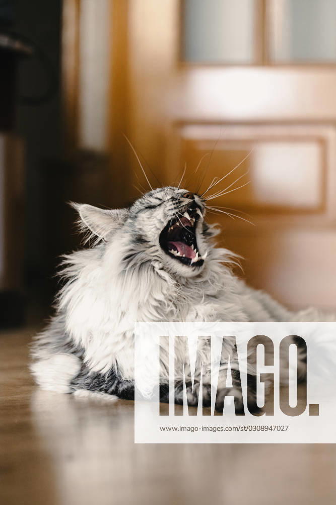 Domestic cat of the Maine Coon breed with closed eyes and opened mouth while laying on floor at home against blurred background Model Released HiCarles_ID17030_518969_015
