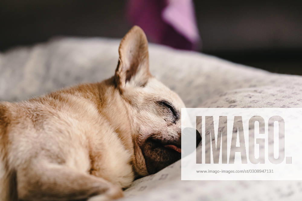 Crop dog with closed eyes sleeping on white sofa at home against blurred background Model Released HiCarles_ID17030_518981_020