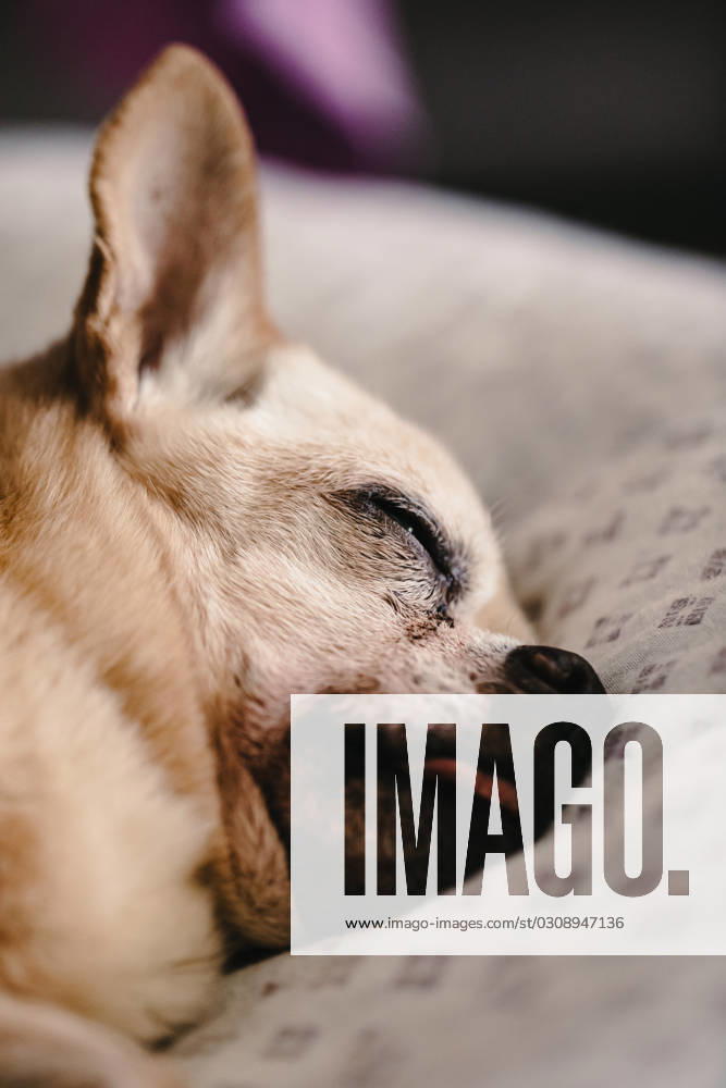 Crop dog with closed eyes sleeping on white sofa at home against blurred background Model Released HiCarles_ID17030_518983_022