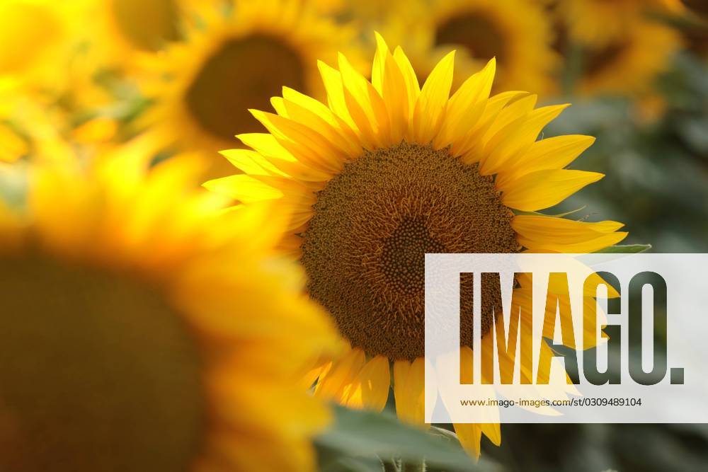 Sunflower Sunflower - Helianthus annuus at sunset