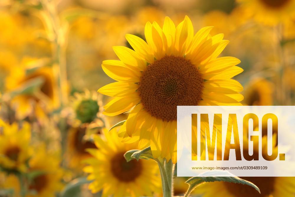 Sunflower Sunflower - Helianthus annuus at sunset