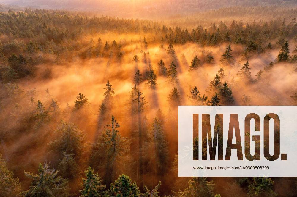 Sonnenaufgang im Taunus Die aufgehende Sonne scheint am Morgen durch Nebelschwaden im Wald am Großen Feldberg im Taunus., Schmitten Hessen Deutschland