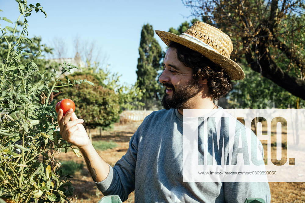 Happy farmer picking tomato in garden model released, Symbolfoto, GDBF00093