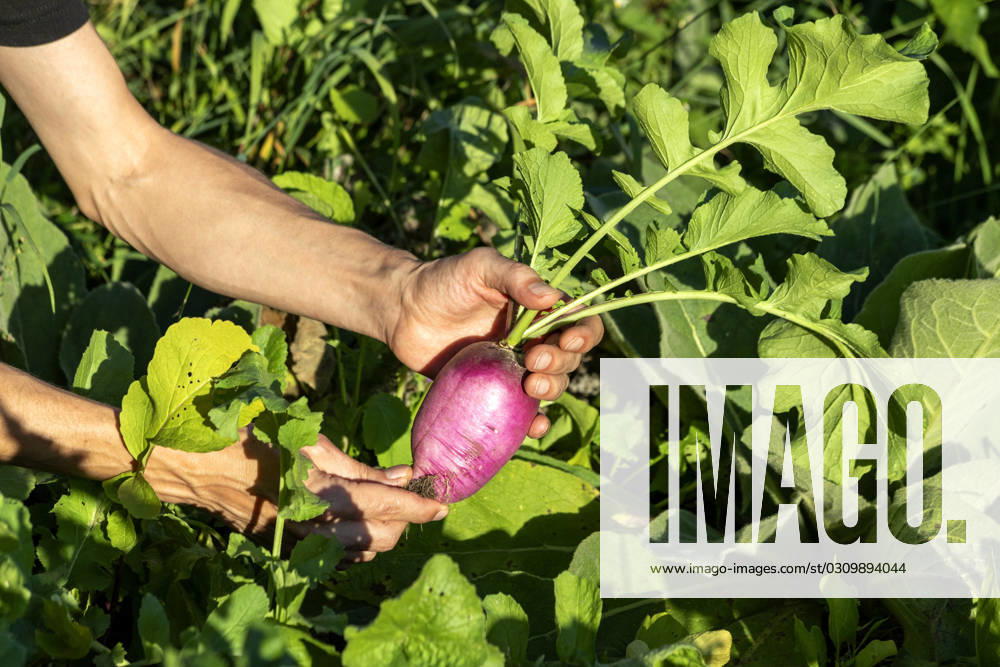 IMAGO Creative, Sommer, Food, Radieschen Hands of woman holding freshly harvested beet model released, Symbolfoto, NDF01597