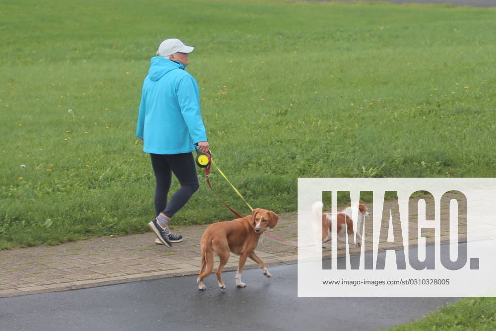 Mann geht mit 2 Hunde Gassi - gesehen am 10.10.2023 auf dem Damm der Elbe in Cuxhaven
