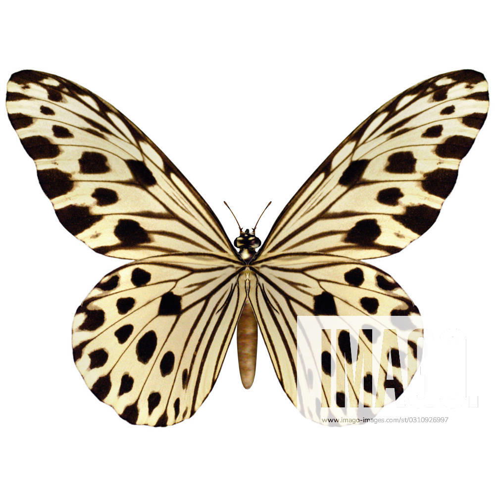 3D digital render of an idea leuconoe or Paper Kite, Rice Paper, or Large Tree Nymph butterfly isolated on white background , 13555284.jpg, Idea leuconoe, Paper Kite, Rice Paper, Large Tree Nymph, butterfly, isolated, white, background, Southeast Asia, Malaysia, Singapore, rare, insect, garden, nature, wildlife, fly, fragility, beautiful, summer, wing, wings, animal, biology, beauty, exotic, animals, spring, tropical, one, spotted, rice paper butterfly, insecta, fauna, nobody, pattern, spots, season, leopard, render, 3d, RECORD DATE NOT STATED