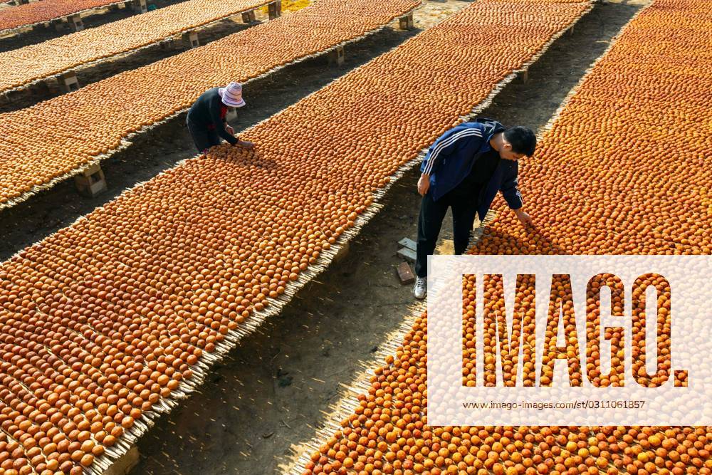 Villagers arrange persimmons to dry on October 28, 2023 in Wanrong County, Yuncheng City, Shanxi Province of China.