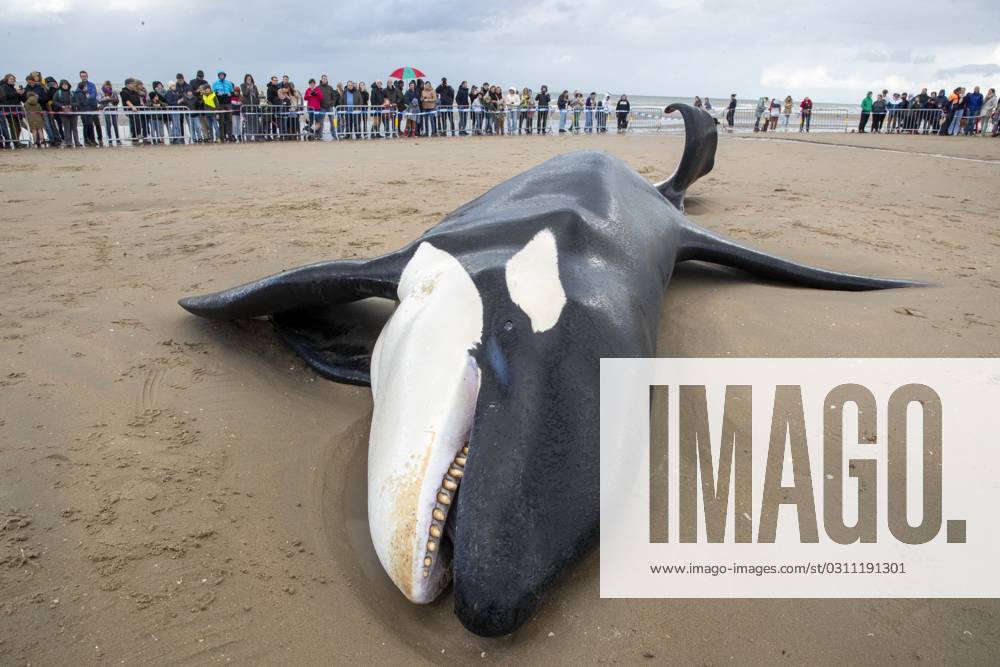 Illustration picture shows the body of an orca, in De Panne, Sunday 29 October 2023. The orca was spotted off the coast of Koksijde around 10am on Sunday morning. After that, the orca was stranded. NICOLASxMAETERLINCK 78811939