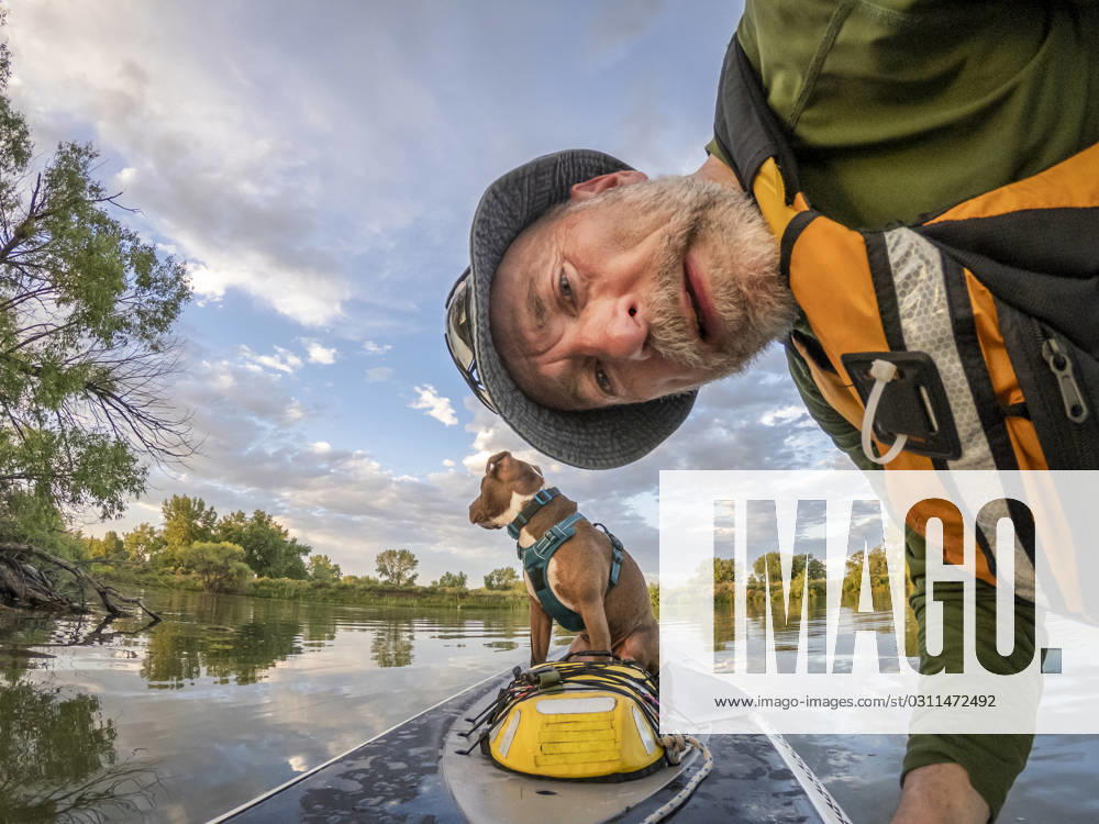 Stand up paddling with a pitbull dog senior paddler is adjusting action camera on a bow of stand up paddleboard while his dog is waiting ,model released, Symbolfoto