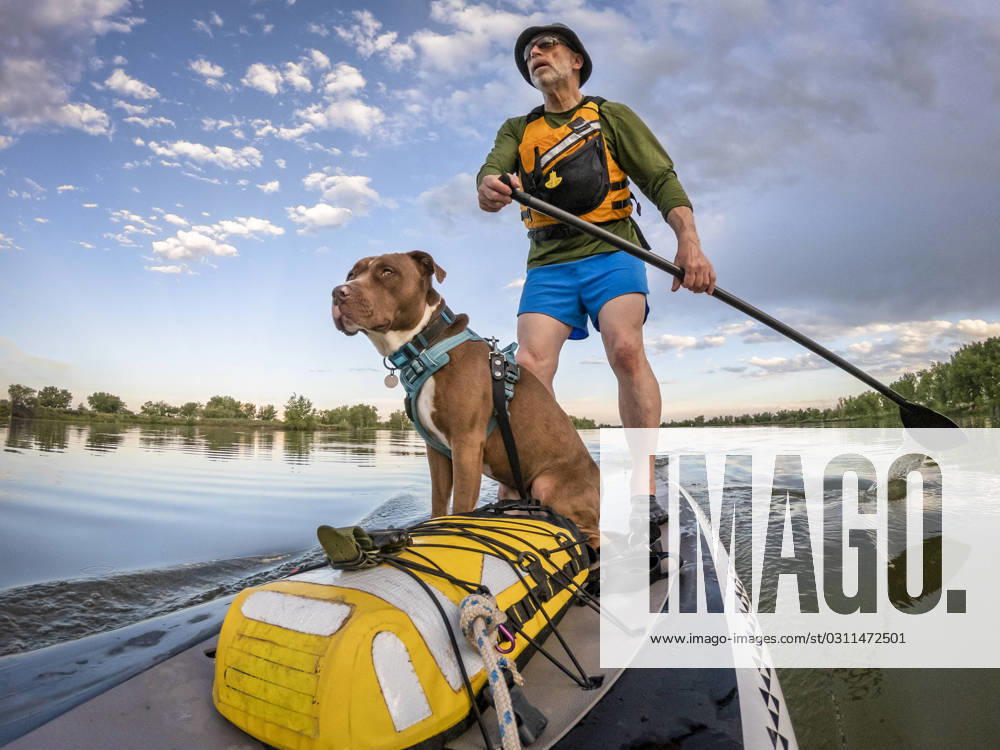 Stand up paddling with a pitbull dog senior male paddling stand up paddleboard with his pitbull dog on lake in Colorado, summer scenery ,model released, Symbolfoto