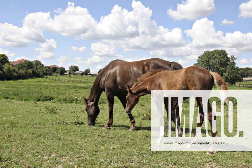 French saddlebred horse French saddle horse : mare and her foal (Picardy, Oise, France). Bread : French saddlebred. Horse (Equus caballus) > Equine > Mammal.