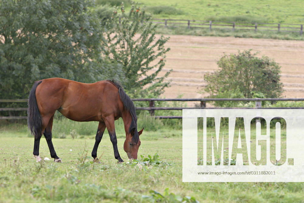 French saddlebred horse French saddle horse (Picardy, Oise, France). Bread : French saddlebred. Horse (Equus caballus) > Equine > Mammal.