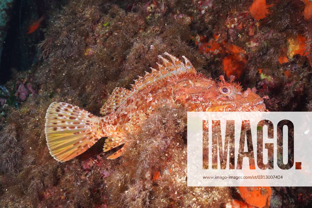 Großer Roter Drachenkopf (Scorpaena scrofa), Meersau, im Mittelmeer bei Hyères. Tauchplatz Halbinsel Giens, Côte dAzur, Frankreich, Europa
