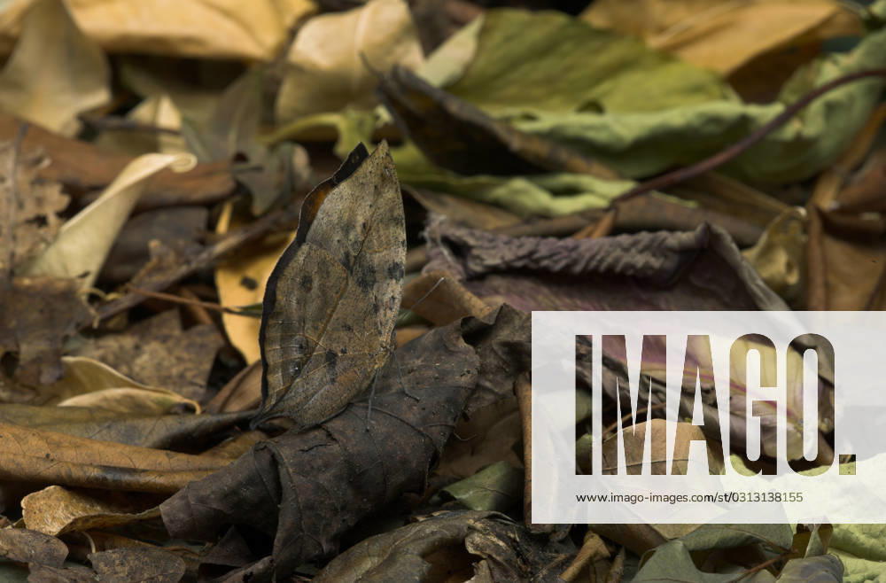 INDIAN LEAF BUTTERFLY INDIAN LEAF BUTTERFLY Kallima paralekta in leaflitter camouflage, Credit:Stephen Dalton Avalon