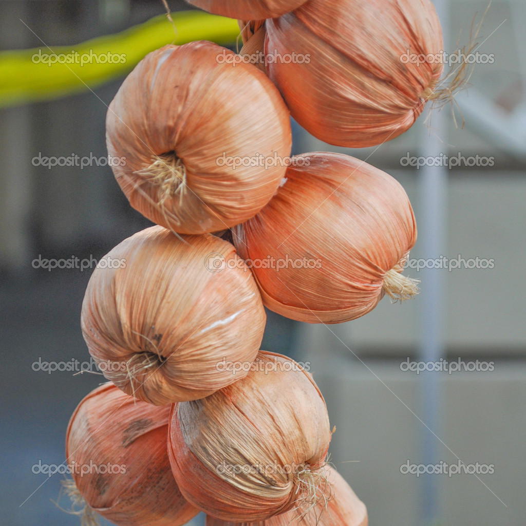 Onion (Allium cepa) also known as garden or bulb onion model released