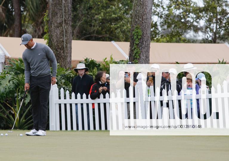 Palm Harbor, Florida, U.S. - Tiger Woods is on the practice green at the Valspar Championship 3 8 2018. He tees off for the first round at 12:46. Golf 2018: Valspar Championship Pro-Am - ZUMAs70_ 20180308_zan_s70_010
