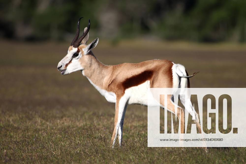 Male springbok antelope standing on the open grassland , 3091097.jpg, springbok, mammal, wild, animal, wildlife, antelope, antidorcas, nature, marsupialis, africa, african, safari, herbivore, outdoor, wilderness, southern, springbuck, watchful, south, ecology, conservation, natural, south-africa, alert, horns, unspoiled, male, habitat, park, national, environment, single, savanna, grass, portrait, RECORD DATE NOT STATED