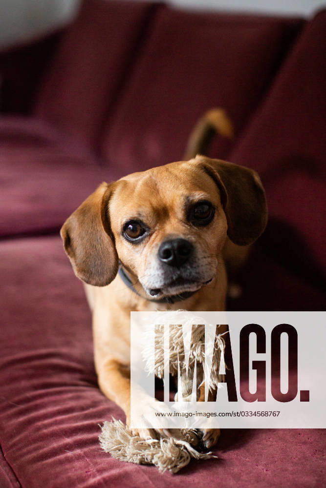 A Puggle Sitting on a Couch with a Rope Toy Bridgeport, Connecticut, United States R_KEDH220321-953610-01