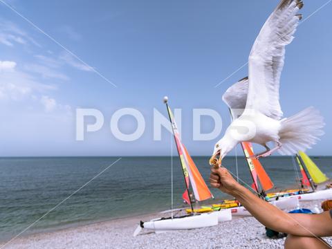 A european herring gull stealing an ice cream cone from a hand in flight, beach in Etretat (Normandy France) food, flight, wings, bird, flying, nature, wildlife, animal, feathers, feeding, steal, snatch, greedy bird, wild, heavy, beak, soaring, white, feeding birds, cloudless sky, whole, bird in flight, gliding, seagull, gull, stealing, seaside, recreation, blue sky, feather, bird watching, clear sky, cute, gulls, eat, seagulls, travel, robbing, taking, ice, cream, cone, action, sea, water, boat