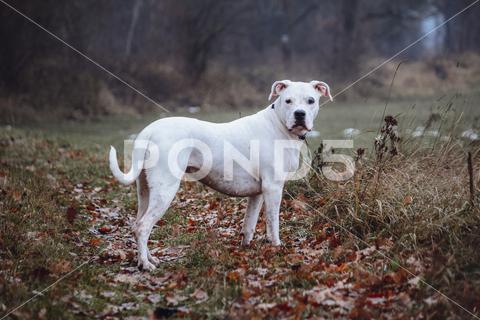 A white Argentine Dogo in the woods in autumn on a blurred background argentino, dogo, dog, adorable, animal, background, bark, breed, canine, companion, cute, domestic, eyes, family, fur, head, looking, mammal, nature, nose, pedigree, pet, puppy, soft, sweet, snout, woods, autumn, white