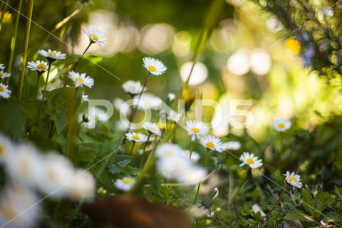 Close up shot of Flowers daisy spring bokeh. Selective focus shot spring, bokeh, daisy, flower, nature, summer, background, green, plant, garden, floral, natural, beauty, season, blossom, color, beautiful, flora, light, fresh, white, colorful, grass, sun, design, closeup, field, bright, leaf, meadow, yellow, day, abstract, sunny, flowers, blur, macro, bloom, concept, petal, bouquet, close, pink, sky, park, environment, focus, pattern, outdoor, botany