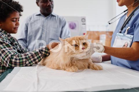 Senior African American man and his grandson having appointment in veterinary clinic to examine cat health {{healthcare,veterinary,cat,doctor,animal,vet,medicine,hospital,pet,care,professional,occupation,love,woman,work,uniform,patient,nurse,examine,illness,hold,equipment,feline,ginger,health,check up,job,domestic,mammal,Hispanic,black people,man,boy,kid,family,comfort,father,son,grandpa,grandson,palpate,appointment,African American}}