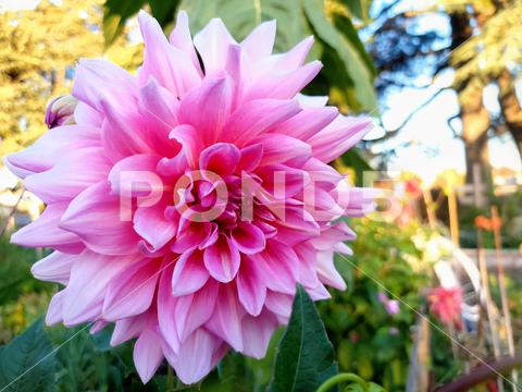 A closeup shot of a vibrant pink dahlia flower in sunny weather in a blurred background aroma, background, beauty, bloom, blossom, botany, bright, bud, closeup, dahlia, flora, flower, freshness, garden, growth, head, nature, outdoors, perennial, petals, pink, plant, stem, sunny, vibrant
