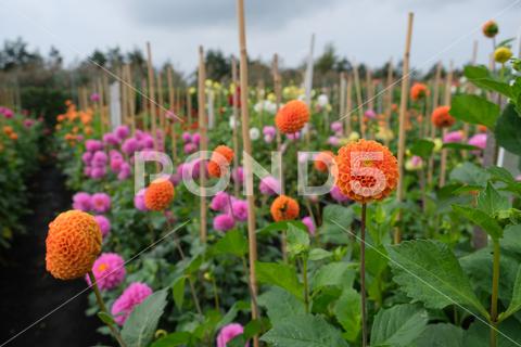 A scenic view of colorful dahlia flowers growing in the field under the gloomy sky agriculture, background, bloom, blossom, bright, colorful, concept, dahlia, delicate, field, flora, flower, fresh, garden, gloomy, growth, heaven, leaves, nature, nobody, outside, petals, plant, shallow focus, sky, stem, vibrant
