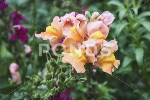 Snapdragon Antirrhinum majus flowers in the garden closeup snapdragon, antirrhinum, flower, Antirrhinum majus, blooming, garden, snapdragon flower, perennial, plant, flora, blossom, spring, nature, bloom, green, beautiful, colorful, summer, pink, closeup, botany, gardening, leaf, color, season, botanical, natural, yellow, purple, toad's mouth, common, larger