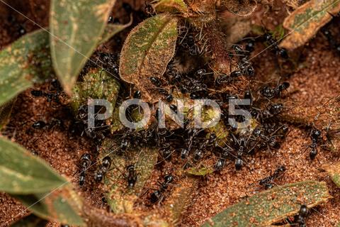 Adult Pyramid Ants of the Genus Dorymyrmex eating a dead grasshopper acrididae, animal, anthill, ants, arthropod, arthropoda, brown, dead insect, decomposition, detail, dolichoderinae, dorymyrmex, eat, formicidae, grasshopper, ground, hexapod, hole, hymenoptera, insect, insecta, insects, invertebrate, leptomyrmecini, macro, natural, nature, odorous ant, odorous ants, orange, pyramid ant, red, red ant, wild, wildlife, worker, worker ant, working