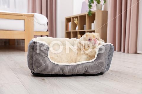 Cute Pekingese dog on pet bed in room adorable, animal, background, beautiful, bed, breed, canine, chinese, comfort, comfortable, companion, cute, dog, doggie, doggy, fluffy, friend, fun, funny, fur, furniture, furry, hair, happy, indoors, interior, little, mammal, nice, pedigree, pedigreed, pekinese, pekingese, pet, place, pup, puppy, purebred, room, sleeping, small, soft