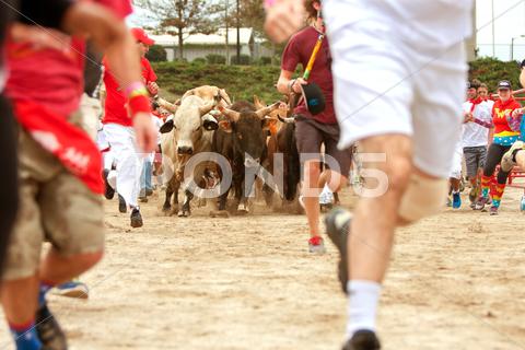 Conyers, ga, usa - october 19, 2013: several people run alongside stampeding bulls at the great bull run at the georgia international horse park. action, adrenaline rush, adventure, adventurous, animal rights, bandana, bulls, crazy, dangerous, dirt, excitement, exciting, exhilarating, exhilaration, extreme sports, falling, fear, group, hooves, horns, laughing, metal, nervous, panic, panic attack, red, risky, running, running of the bulls, safety, shocking, shorts, smiling, sneakers, sprinting, stampeding, steers, stumbling, terrifying, terror, thrilling, thrillseeker, trample, trampled, unique, white